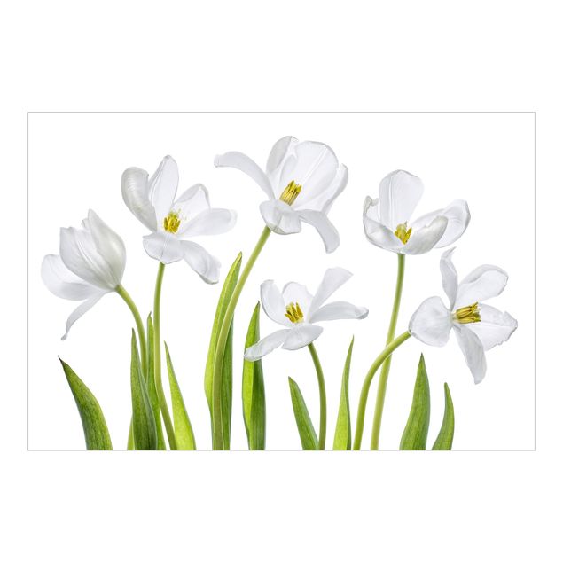 Papeles pintados Five White Tulips