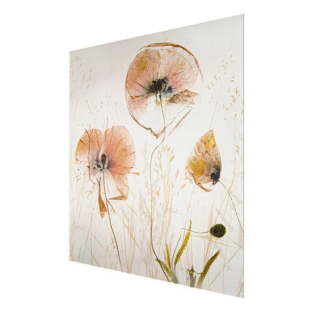 Cuadros flores Dried Poppy Flowers With Delicate Grasses