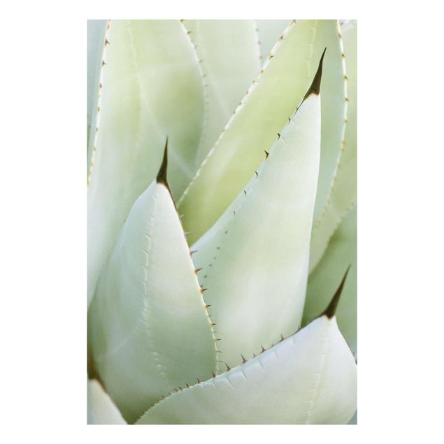 Cuadros verdes Aloe