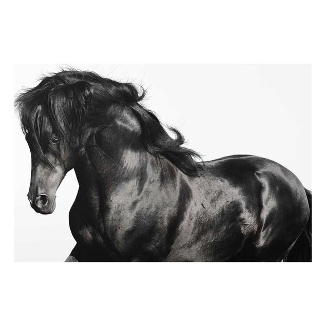 Cuadros en blanco y negro Arabian Stallion