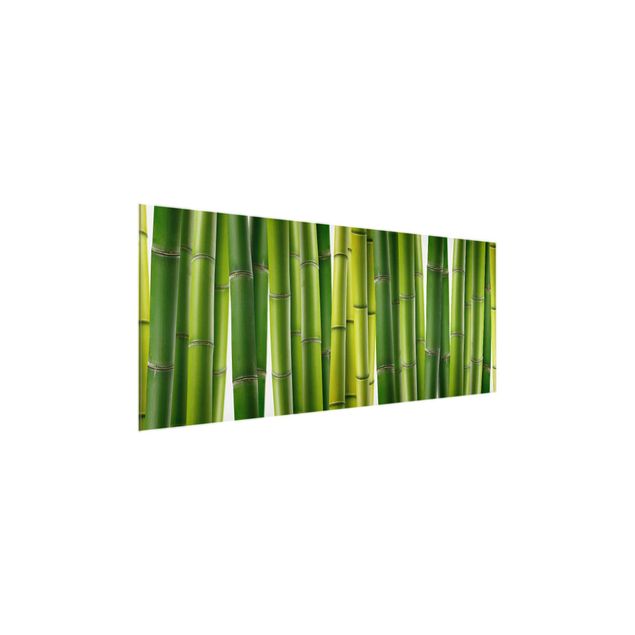 Cuadros de plantas Bamboo Plants