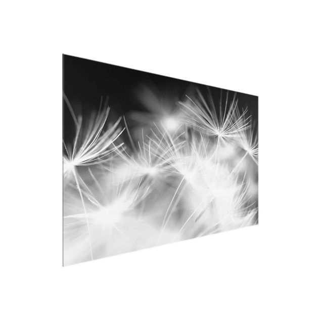 Cuadros de cristal flores Moving Dandelions Close Up On Black Background