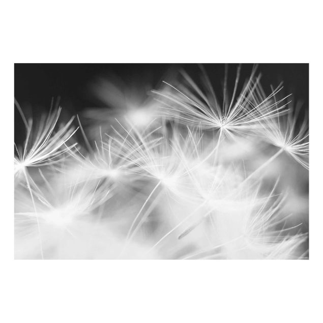 Cuadros de cristal blanco y negro Moving Dandelions Close Up On Black Background