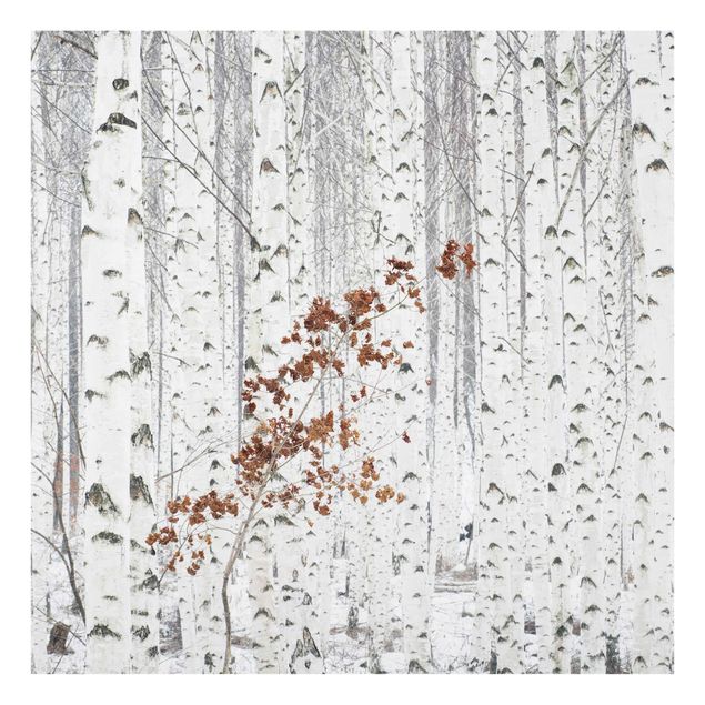 Cuadros de cristal paisajes Birch Trees In Autumn