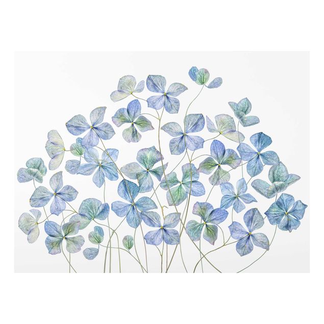 Cuadros en tonos azules Blue Hydrangea Flowers