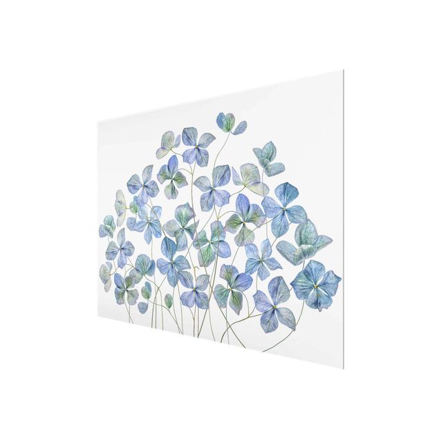 Cuadros modernos Blue Hydrangea Flowers