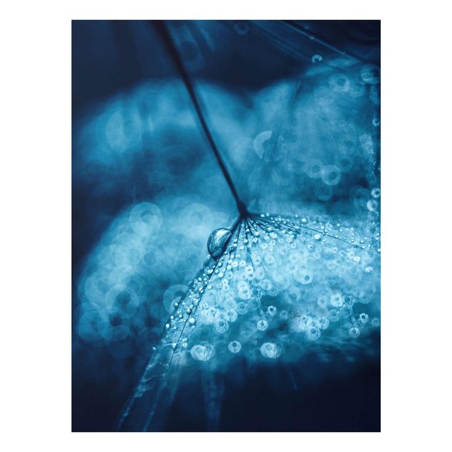 Cuadros de flores Blue Dandelion In The Rain