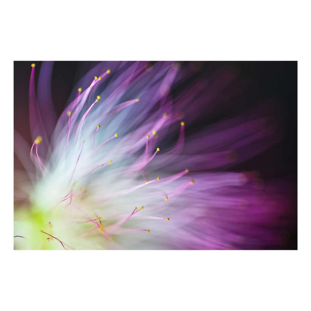 Cuadros lila Pollen