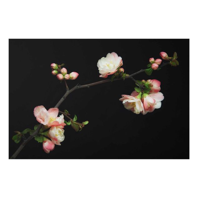 Cuadros Blossoming Branch Apple Tree