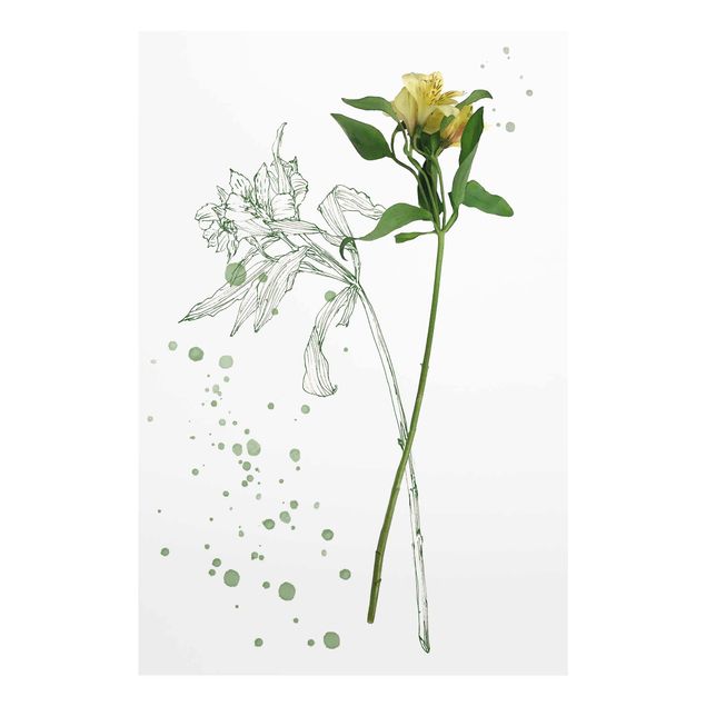Cuadros Botanical Watercolour - Lily