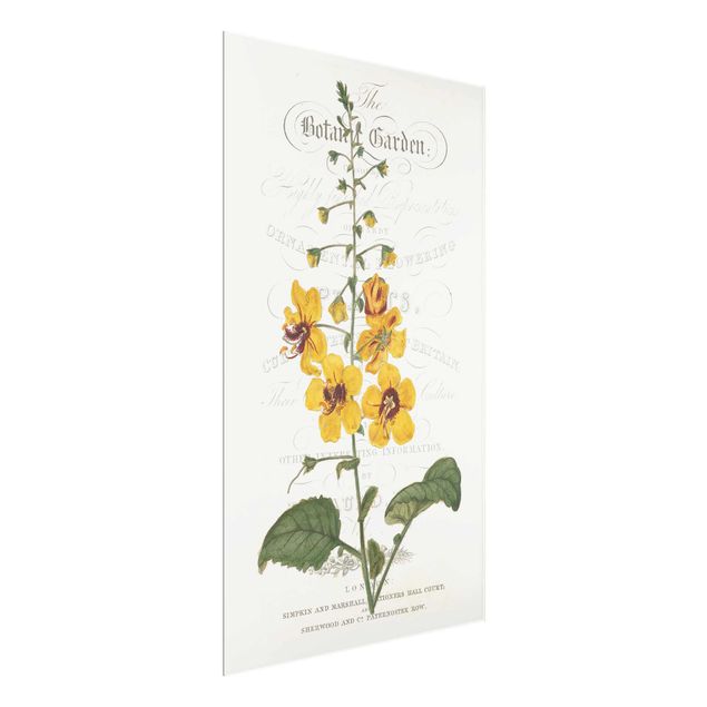 Cuadros de flores modernos Botanical Tableau - Mullein