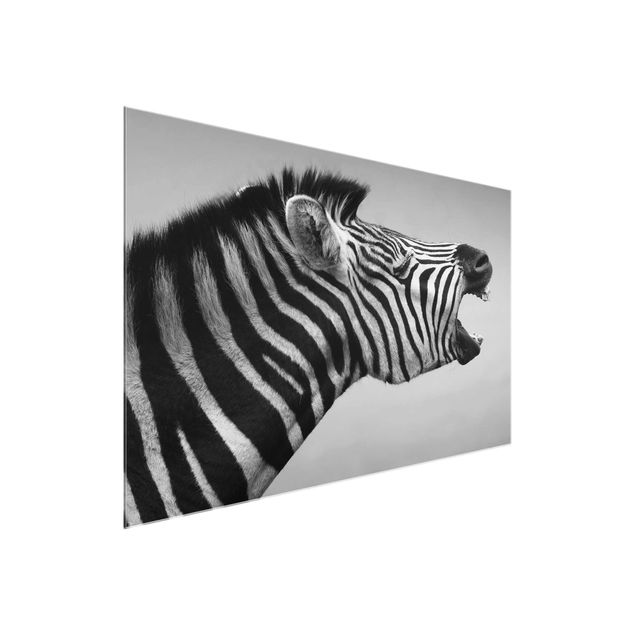 Cuadros de cristal animales Roaring Zebra ll