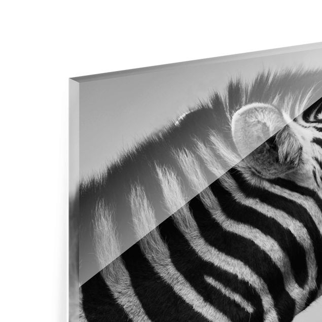 Tableros magnéticos de vidrio Roaring Zebra ll