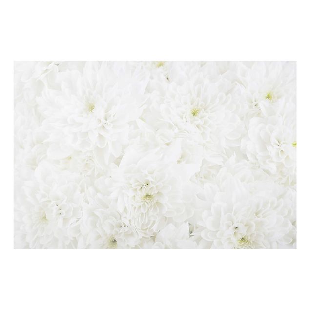 Cuadros flores Dahlias Sea Of Flowers White