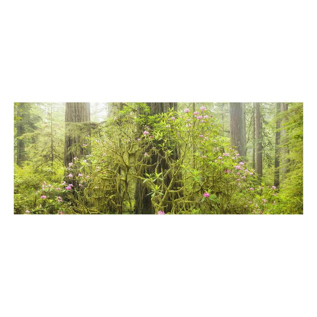 Cuadros de naturaleza Del Norte Coast Redwoods State Park California