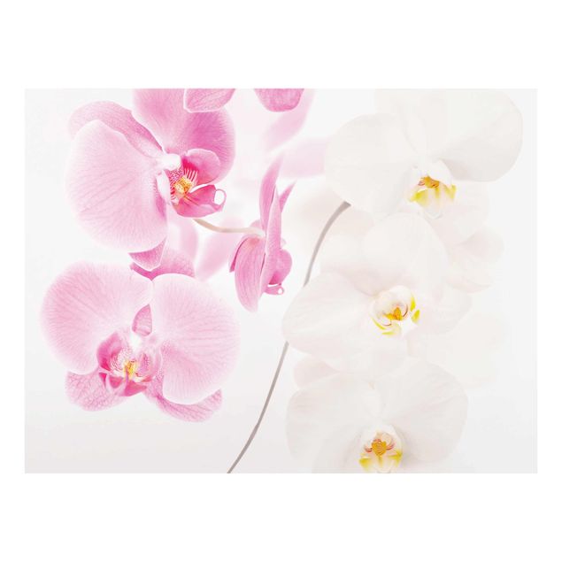 Cuadros de cristal flores Delicate Orchids