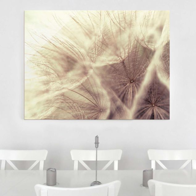Cuadros de cristal flores Detailed Dandelion Macro Shot With Vintage Blur Effect