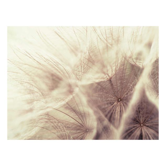 Cuadros de flores Detailed Dandelion Macro Shot With Vintage Blur Effect