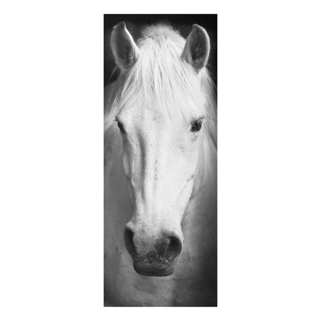 Cuadros a blanco y negro Dream Of A Horse