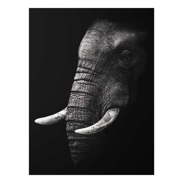 Cuadros de cristal paisajes Dark Elephant Portrait