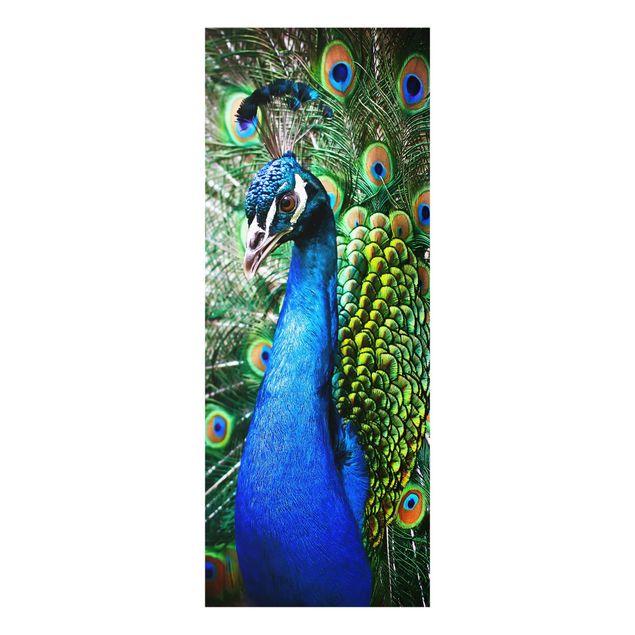 Cuadro azul Noble Peacock