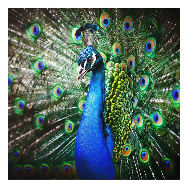 Cuadros azules Noble Peacock