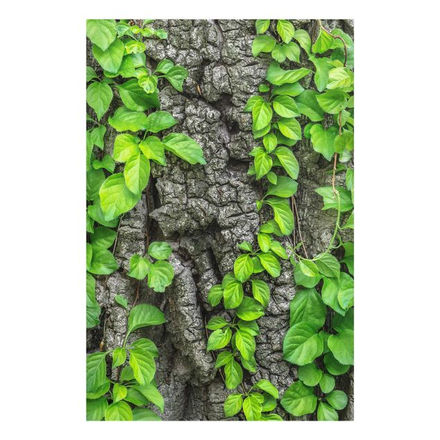Cuadros de plantas naturales Ivy Tendrils Tree Bark