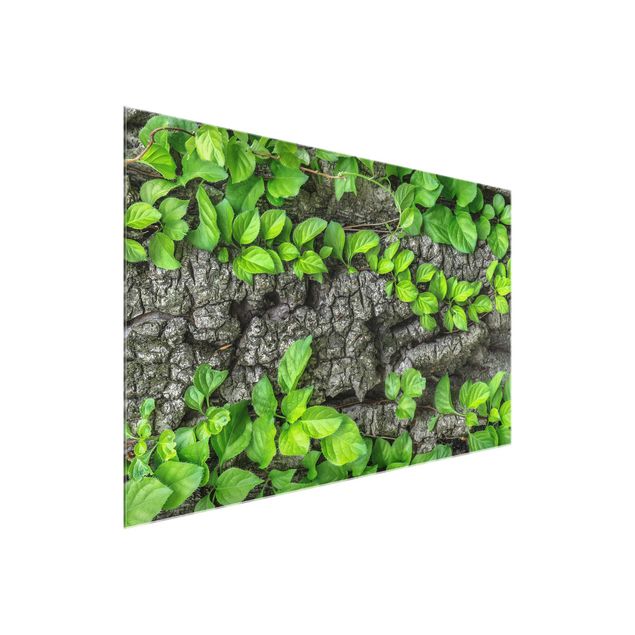 Cuadros de cristal flores Ivy Tendrils Tree Bark