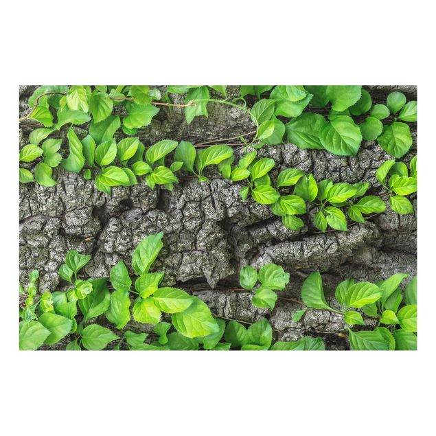 Cuadros plantas Ivy Tendrils Tree Bark