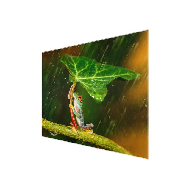 Cuadros decorativos Frog In The Rain