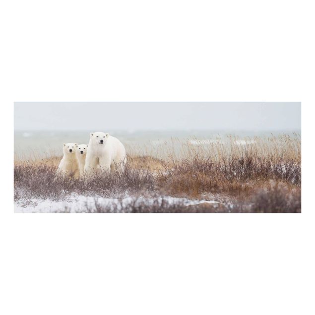 Cuadros animales Polar Bear And Her Cubs
