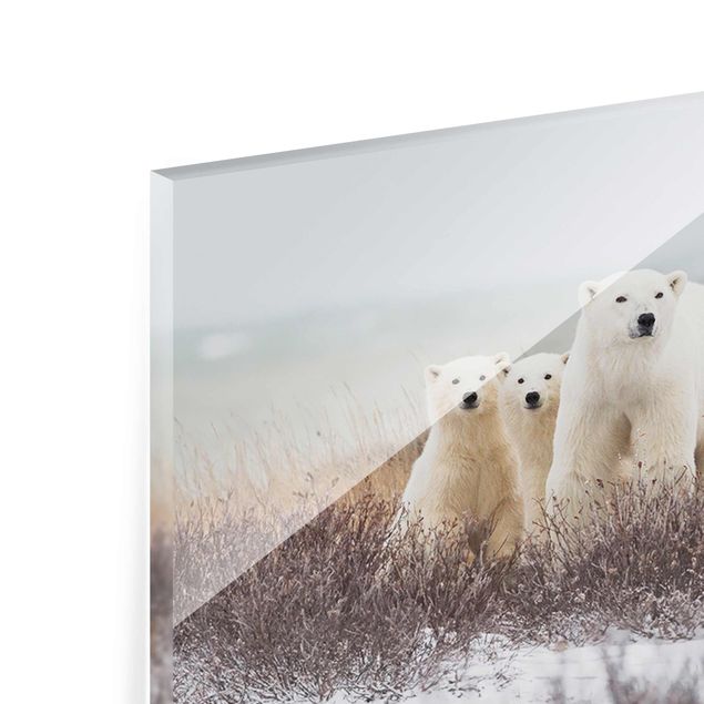 Tableros magnéticos de vidrio Polar Bear And Her Cubs