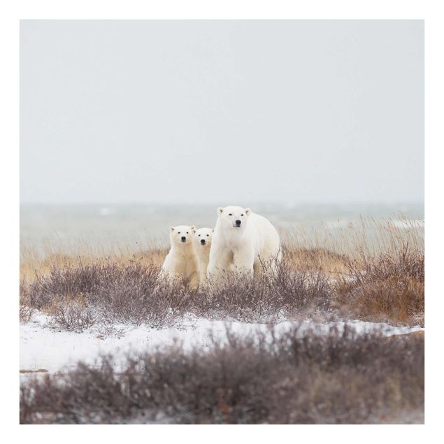 Cuadros infantiles animales Polar Bear And Her Cubs