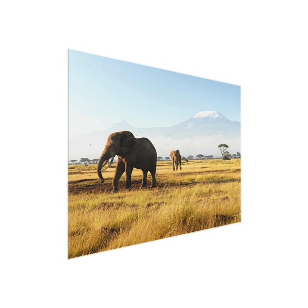 Cuadros de cristal paisajes Elephants In Front Of The Kilimanjaro In Kenya
