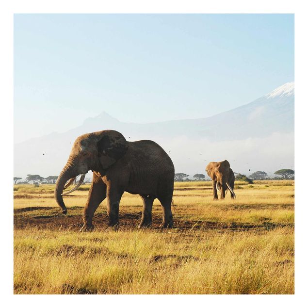 Cuadros de cristal animales Elephants In Front Of The Kilimanjaro In Kenya