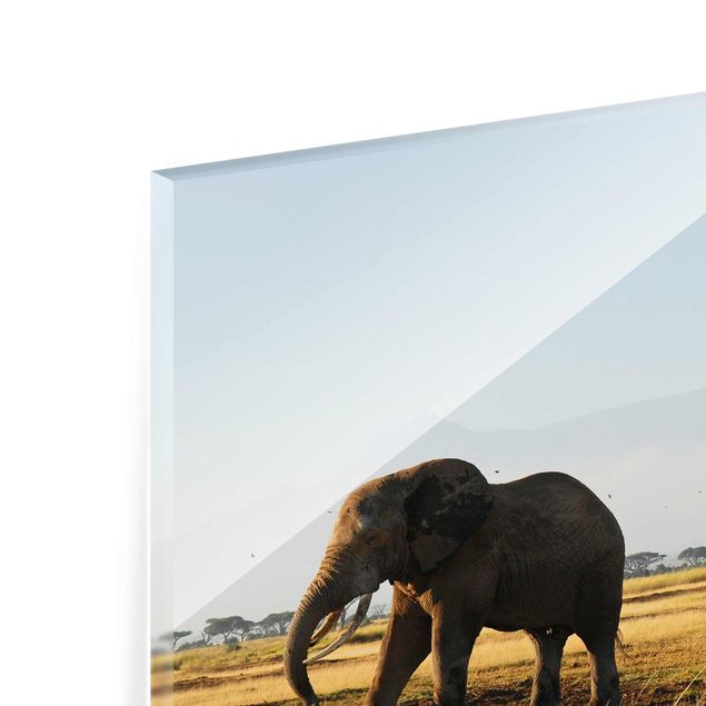 Tableros magnéticos de vidrio Elephants In Front Of The Kilimanjaro In Kenya