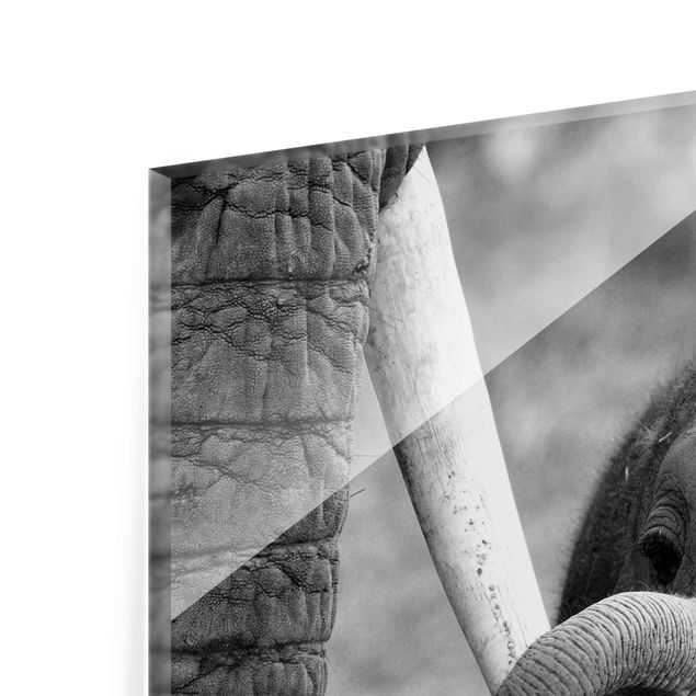 Cuadros decorativos Baby Elephant