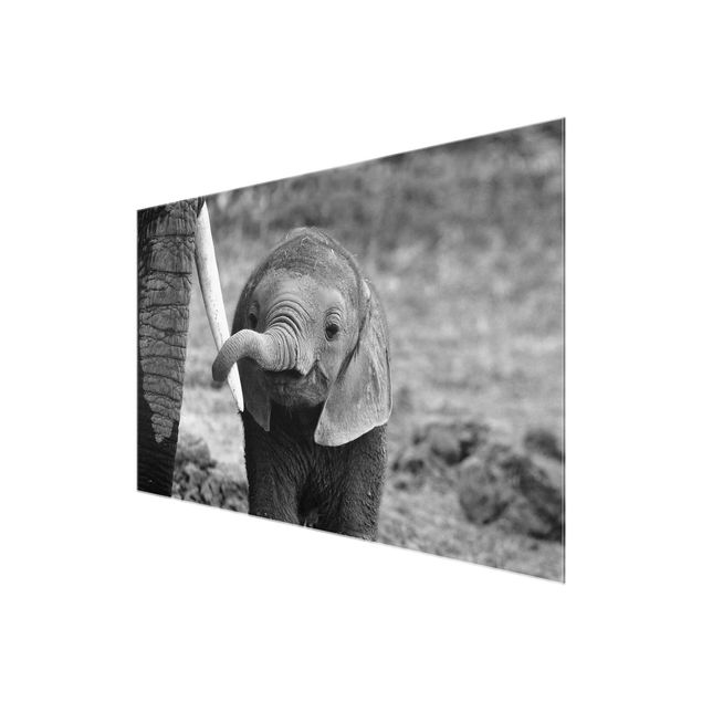 Cuadros a blanco y negro Baby Elephant