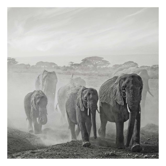 Cuadros de cristal paisajes Herd Of Elephants
