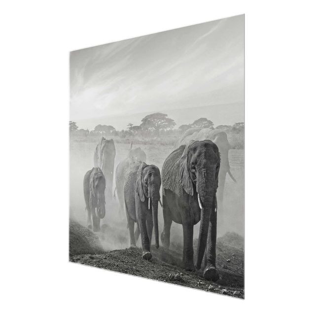 Cuadros de cristal animales Herd Of Elephants