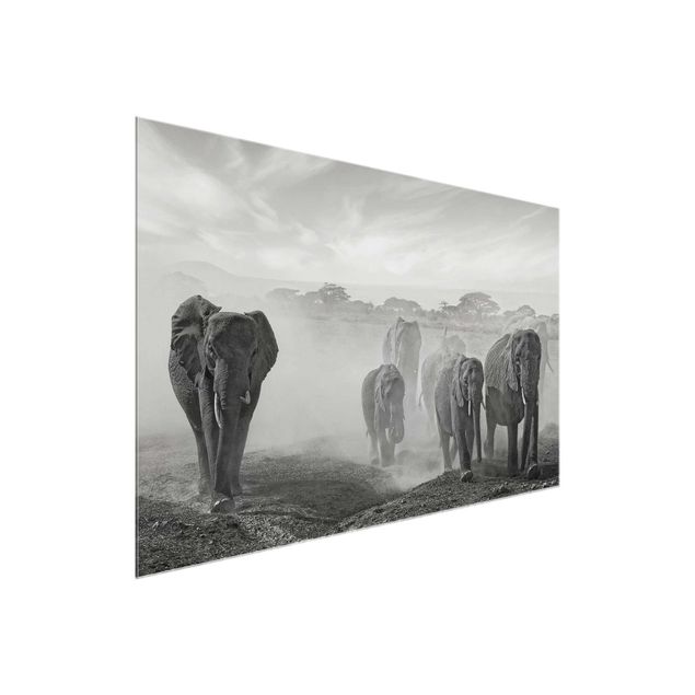 Cuadros de cristal blanco y negro Herd Of Elephants