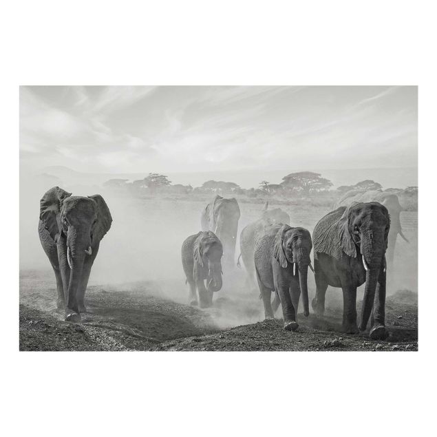Cuadros de cristal paisajes Herd Of Elephants