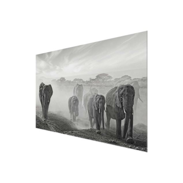 Cuadros de cristal animales Herd Of Elephants