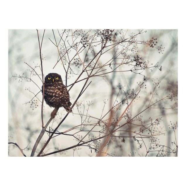 Cuadros Owl In The Winter