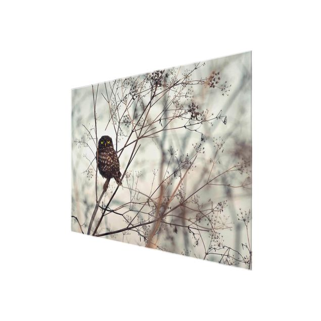 Tableros magnéticos de vidrio Owl In The Winter