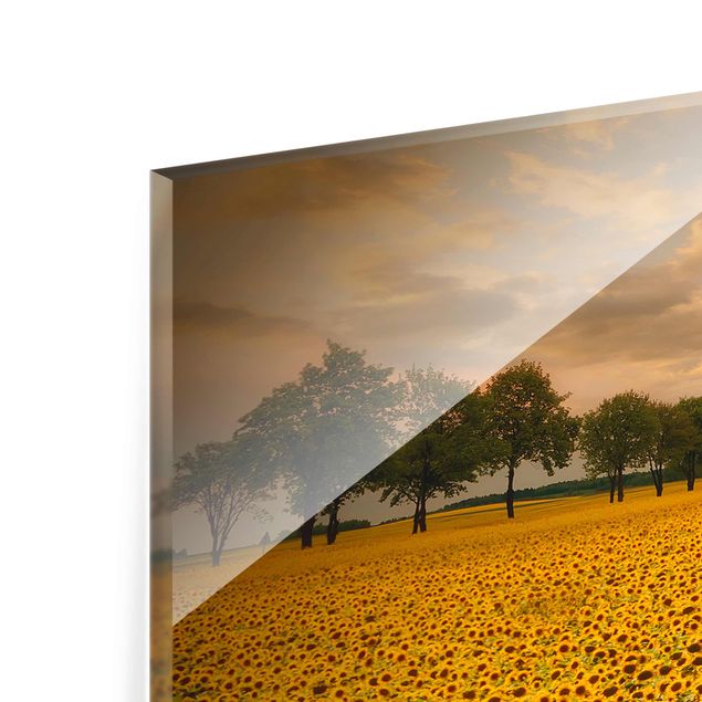 Cuadros tonos amarillos Field With Sunflowers