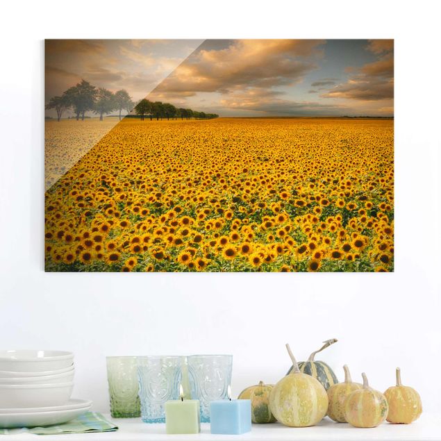 Cuadros girasoles Field With Sunflowers