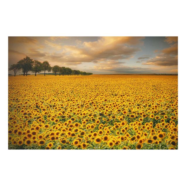 Cuadros plantas Field With Sunflowers