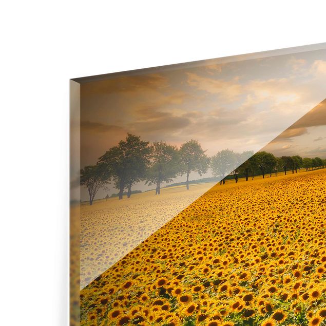 Cuadro amarillo Field With Sunflowers