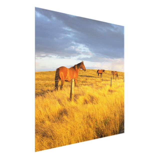 Cuadros de cristal paisajes Field Road And Horse In Evening Sun